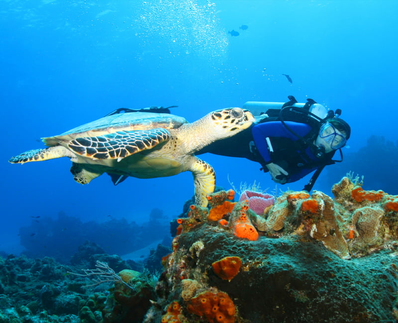 What is Discover scubadiving?